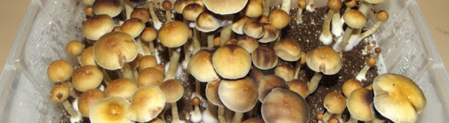 planetmushrooms