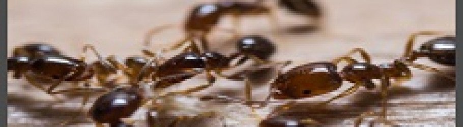 maplepestcontrol