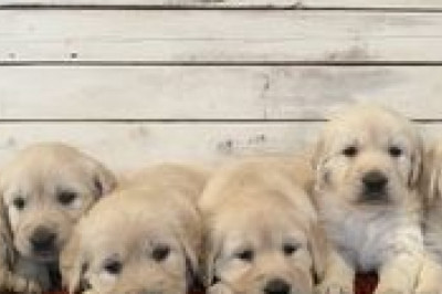 Adopt an Easy to Train Golden Retriever in Tennessee