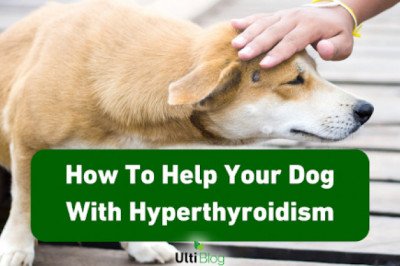 How To Help Your Dog With Hyperthyroidism