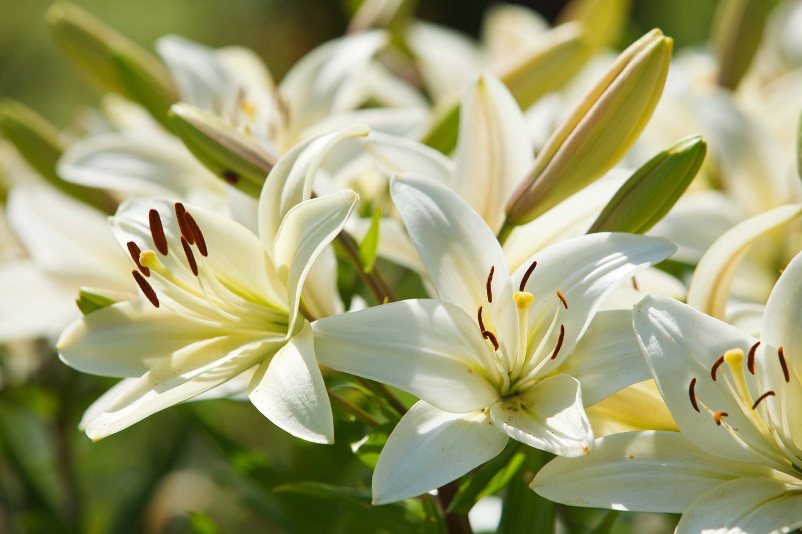 Funerals Port Stephens