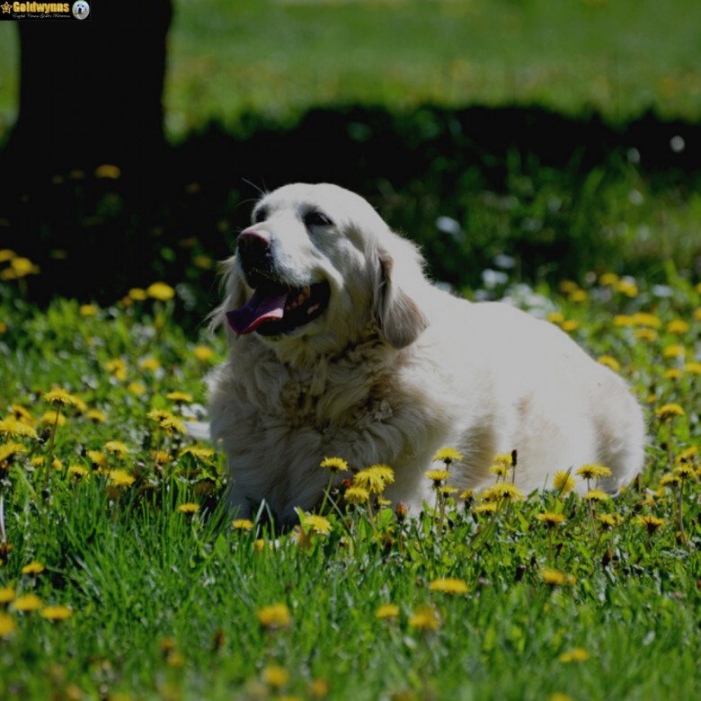 Golden retriever