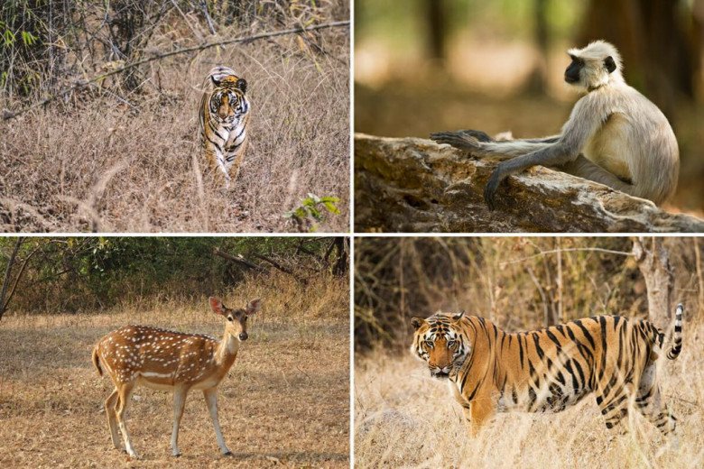 The Ranthambore National Park