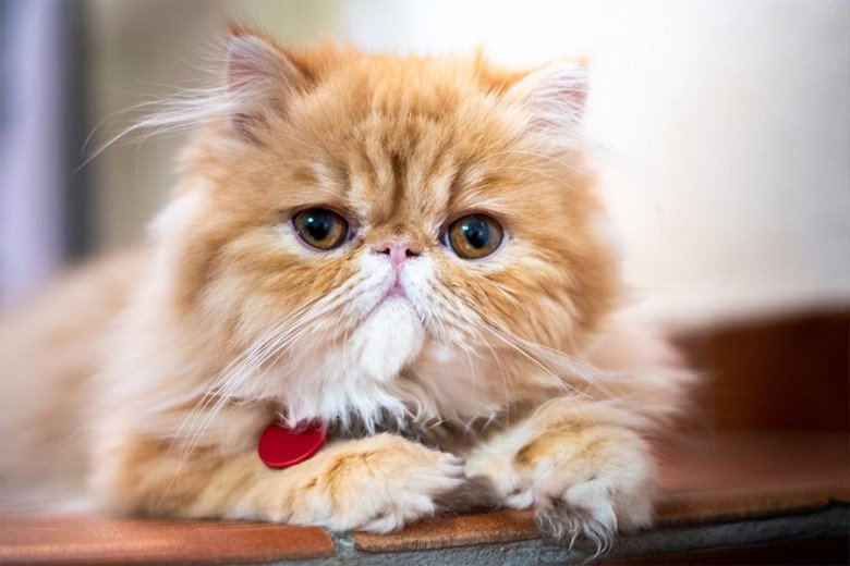 Exotic Cat