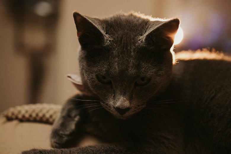Mumbai Cat