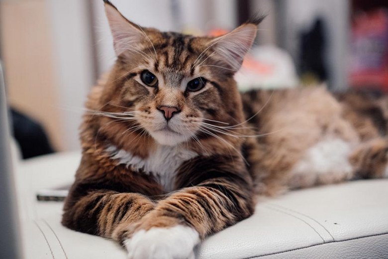 Maine Coon