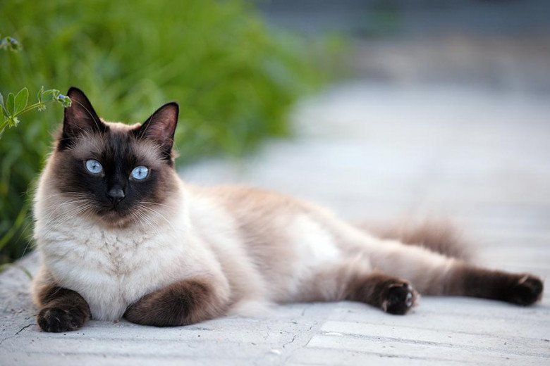 Siamese Cat