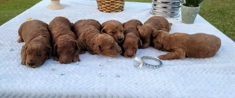 Goldendoodles Kissimmee