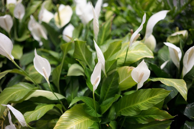 peace lily