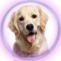 pompetsindia
