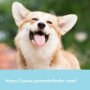 PetMateFinder