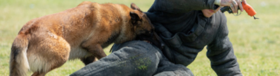 Crankscustomcanines