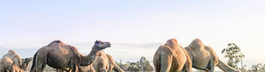 Desertfarms