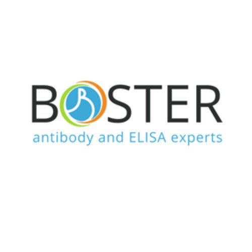 Human BDNF Elisa Kit