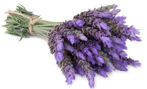 Lavender Oil