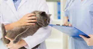 Feline Leukemia 101