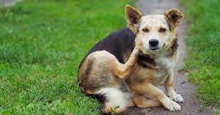 Dandruff in Dogs and What You Can Do About It