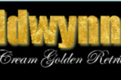 Get Your English Golden Retriever from a Reputable Breeder Only