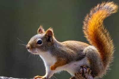 Professional Squirrel Removal Solutions
