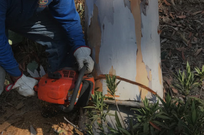 Tree Cutting Service in CA