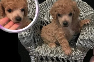 Buying a Dog - Signs of a Good Dog Breeder