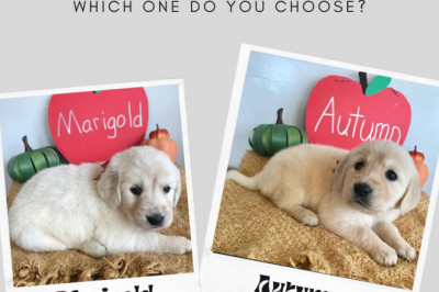 Buy Tennessee Golden Retrievers Puppies at Tri star Goldens