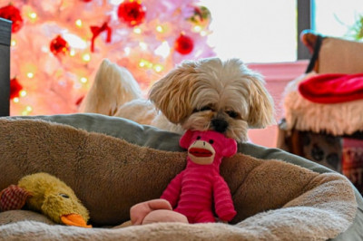 Is it really good to dress your pet? There are benefits and many drawbacks.