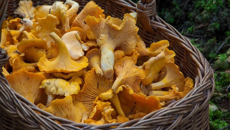 Mushroom Farming Is Rising in Popularity Day By Day