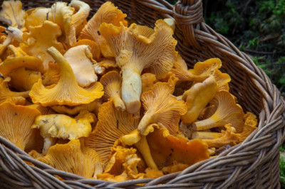 Mushroom Farming Is Rising in Popularity Day By Day