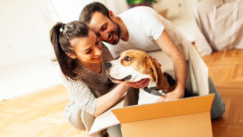 Pet Relocation Services in Dubai | Interemrelocations