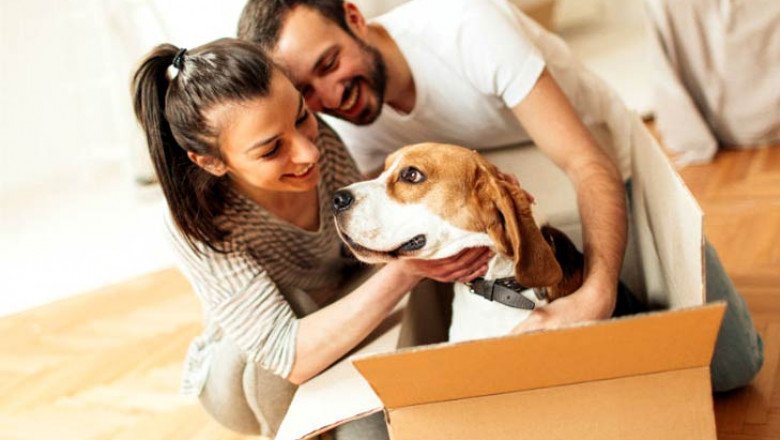 Pet Relocation Dubai | Interemrelocations