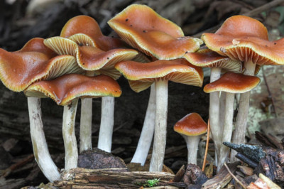 A Comprehensive Guide to Buying Dried Magic Mushrooms Online in Canada