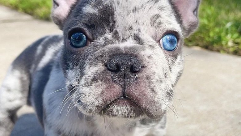 lilac merle french bulldog for sale