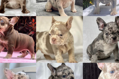 Advantages of Having Bulldog Puppies