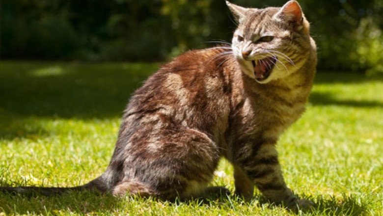 How to Handle and Care for An Aggressive Cat?