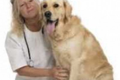 Global Animal Healthcare Market Size, Key Trends Analysis, Strategic Analysis, and Key Segment Analysis forecast 2028