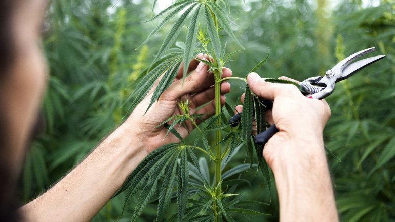 Industrial Hemp Market Future Outlook | Companies Analysis and Revenue Forecast by 2027
