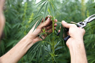Industrial Hemp Market Future Outlook | Companies Analysis and Revenue Forecast by 2027
