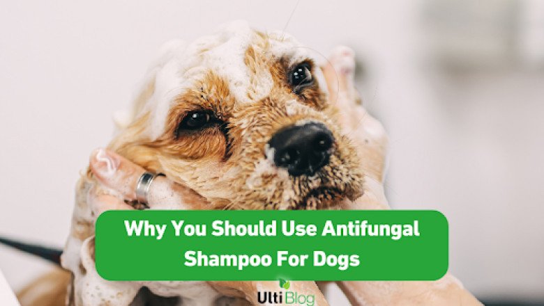 Why You Should Use Antifungal Shampoo For Dogs