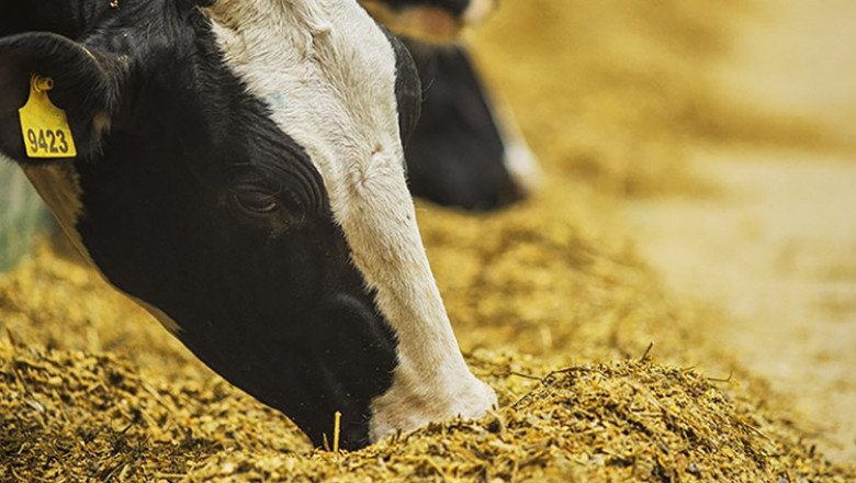 Understanding Micronutrient Needs for Animal Nutrition
