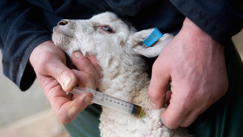Everything you should know about Animal Antimicrobials and Antibiotics
