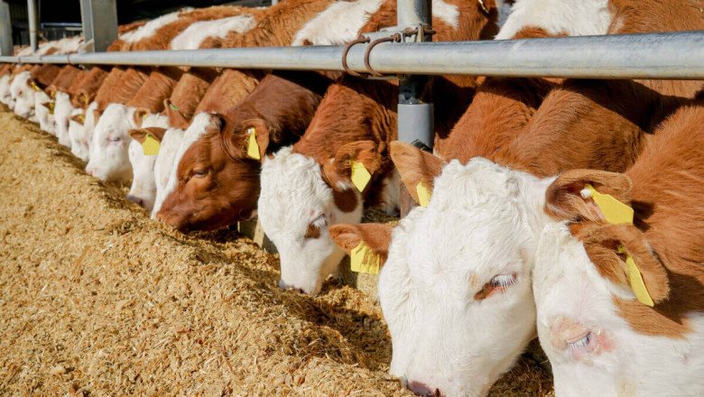 What are the Types of Animal Nutrition?