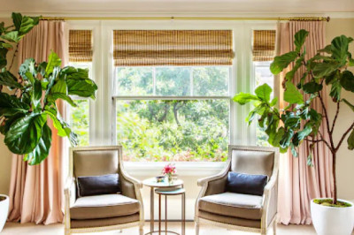 Exploring The Plant Shops To Get Fiddle leaf figs For Home