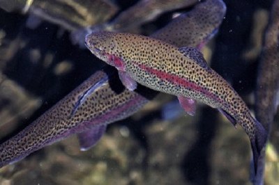 What is the purpose of a Fish Hatchery in Utah