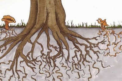 Mycorrhizal Fungi: Understanding the Benefits, Types, and Applications
