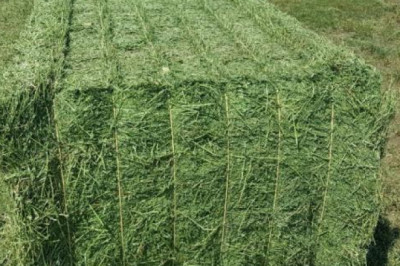Maximizing Your Hay Yield: Tips for Growing and Harvesting Alfalfa Hay