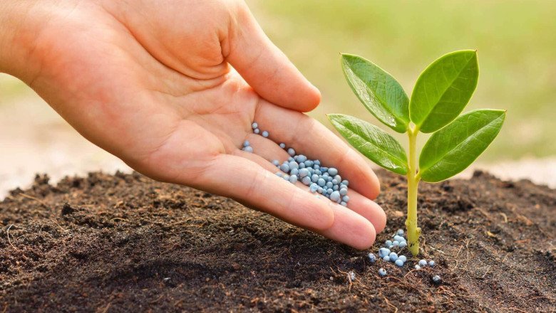 Chelated-Iron Agricultural Micronutrient and Plant Disease Resistance: Strengthening Immunity and Resilience